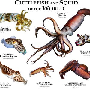 Cuttlefish and Squid of the World Poster Druck - SIGNIERT VOM KÜNSTLER!
