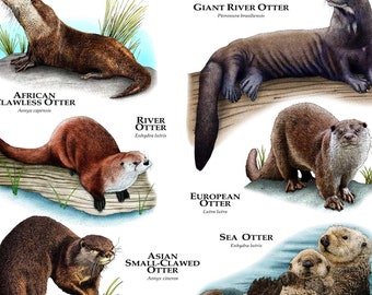 Otters of the World Poster Print - SIGNED BY ARTIST!