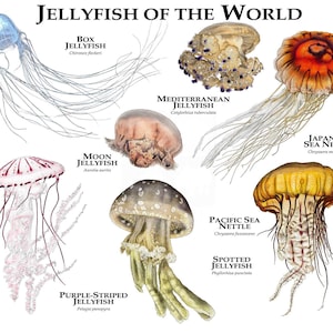 Jellyfish of the World Poster Print - SIGNED BY ARTIST!