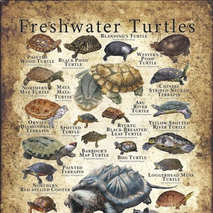 Freshwater Turtles Poster Print
