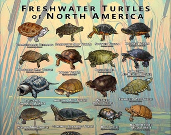 Freshwater Turtles of North America Art Print / Field Guide