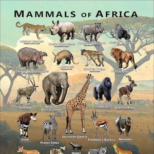 Mammals of the African Art Print / Field Guide - SIGNED BY ARTIST - Etsy