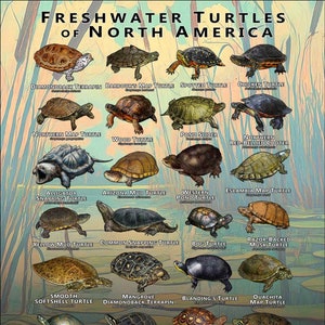 Buy store turtles online