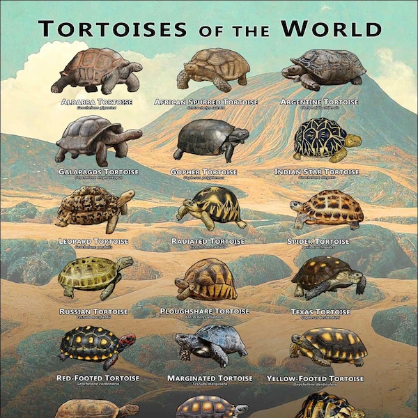 Tortoises of the World Art Print / Field Guide