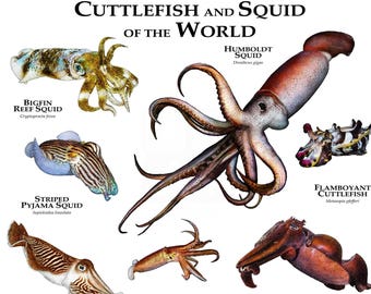 Cuttlefish and Squid of the World Poster Print