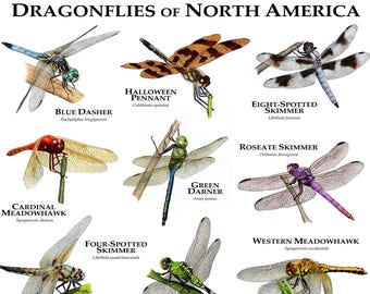 Dragonflies of North America Poster Print - SIGNED BY ARTIST!