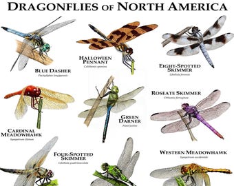 Dragonflies of North America Poster Print