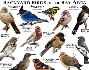 Backyard Birds of the Bay Area SIGNED BY ARTIST! UK