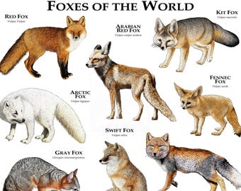 Foxes of the World Poster Print - SIGNED BY ARTIST!