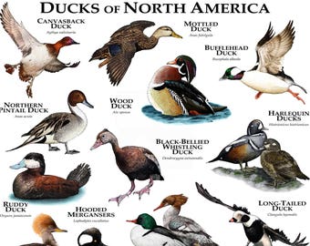 Ducks of North America Poster Print