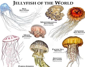 Ocean Decor Jellyfish Art Jellyfish Drawing Comb Jellyfish Print Nature Print Animal Print Jellyfish Poster Animal Art