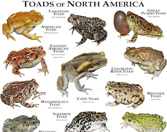 Toads of North America Poster Print