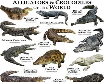 Moshoes and alligator world sales