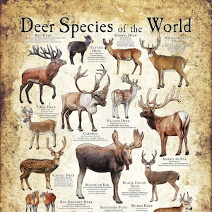 Deer Species of the World Poster Print