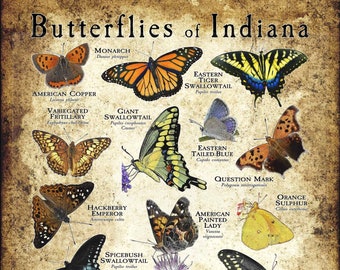 Butterflies of Indiana Poster Print - Field Guide