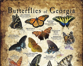 Butterflies of Georgia Poster Print - Field Guide