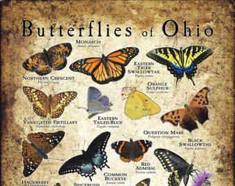 Butterflies of Ohio Poster Print - Field Guide