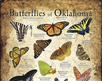 Schmetterlinge von Oklahoma Poster Print - Field Guide