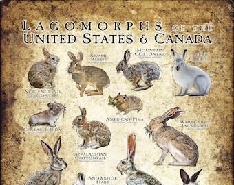 Lagomorphs of the United States and Canada Poster Print