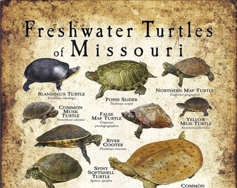 Freshwater Turtles of Missouri Poster Print - Field Guide