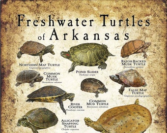 Freshwater Turtles of Arkansas Poster Print - Field Guide