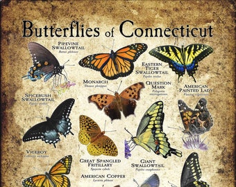 Butterflies of Connecticut Poster Print - Field Guide