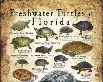 Süsswasserschildkröten von Florida Poster Print - Field Guide