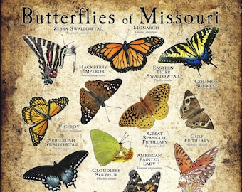 Impressão de pôster/guia de campo das borboletas do Missouri - ASSINADO PELO ARTISTA!