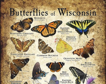 Butterflies of Wisconsin Poster Print - Field Guide