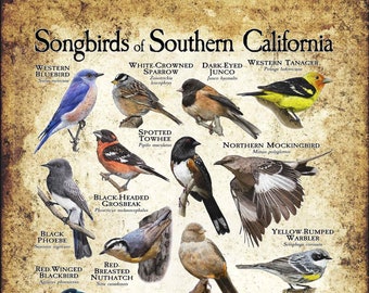 Songbirds of Southern California Poster Print - Field Guide