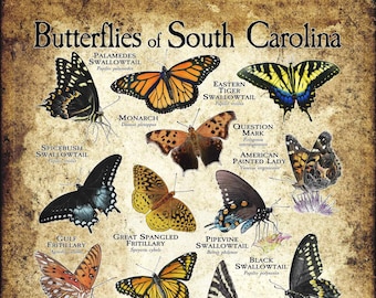 Butterflies of South Carolina Poster Print - Field Guide