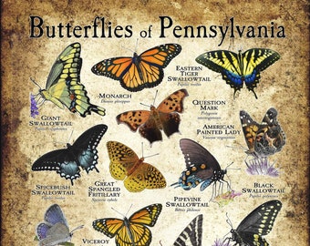 Butterflies of Pennsylvania Poster Print/Field Guide - SIGNED BY ARTIST!