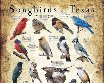 Singvögel von Texas Poster Print - Field Guide