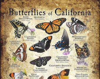 Butterflies of California Poster Print - Field Guide