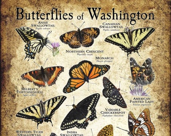 Butterflies of Washington Poster Print - Field Guide