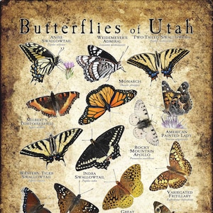 Butterflies of Utah Poster Druck/Field Guide - SIGNIERT VOM KÜNSTLER!