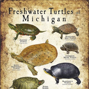 Poster/guida pratica sulle tartarughe d'acqua dolce del Michigan - FIRMATO DALL'ARTISTA!