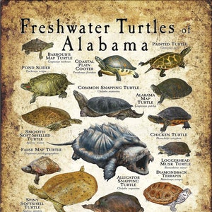 Süßwasserschildkröten von Alabama Poster Druck/Field Guide - SIGNIERT VOM KÜNSTLER!