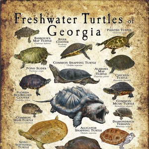 Freshwater Turtles of Georgia Poster Print /Field Guide - SIGNED BY ARTIST!
