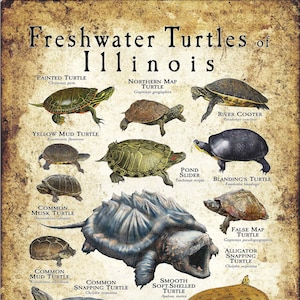 Süßwasser-Schildkröten von Illinois Poster Druck/Field Guide - SIGNIERT VOM KÜNSTLER!