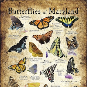 Butterflies of Maryland Poster Print/Field Guide - SIGNED BY ARTIST!
