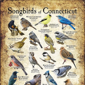Songbirds of Connecticut Poster Print - Field Guide