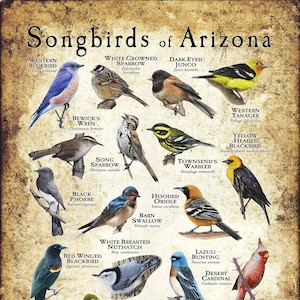 Songbirds of Arizona Poster Print/Field Guide - SIGNED BY ARTIST!