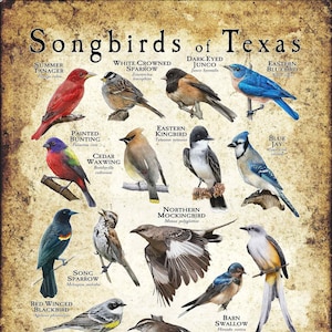 Impresión de póster/guía de campo de Pájaros cantores de Texas: ¡FIRMADA POR EL ARTISTA!