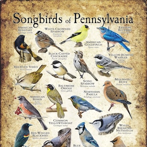 Songbirds of Pennsylvania Poster Print/Field Guide - SIGNED BY ARTIST!