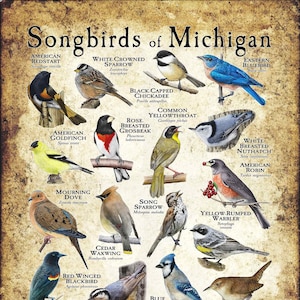 Songbirds of Michigan Poster Print - Field Guide - SIGNED BY ARTIST!