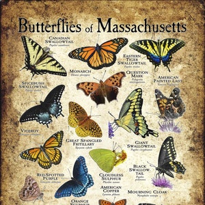 Butterflies of Massachusetts Poster Print - Field Guide