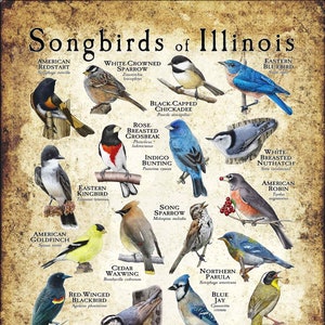 Impresión de póster/guía de campo de Pájaros cantores de Illinois: ¡FIRMADO POR EL ARTISTA!