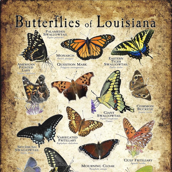 Butterflies of Louisiana Poster Print - Field Guide