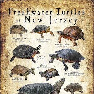 Freshwater Turtles of New Jersey Poster Print/Field Guide - SIGNED BY ARTIST!